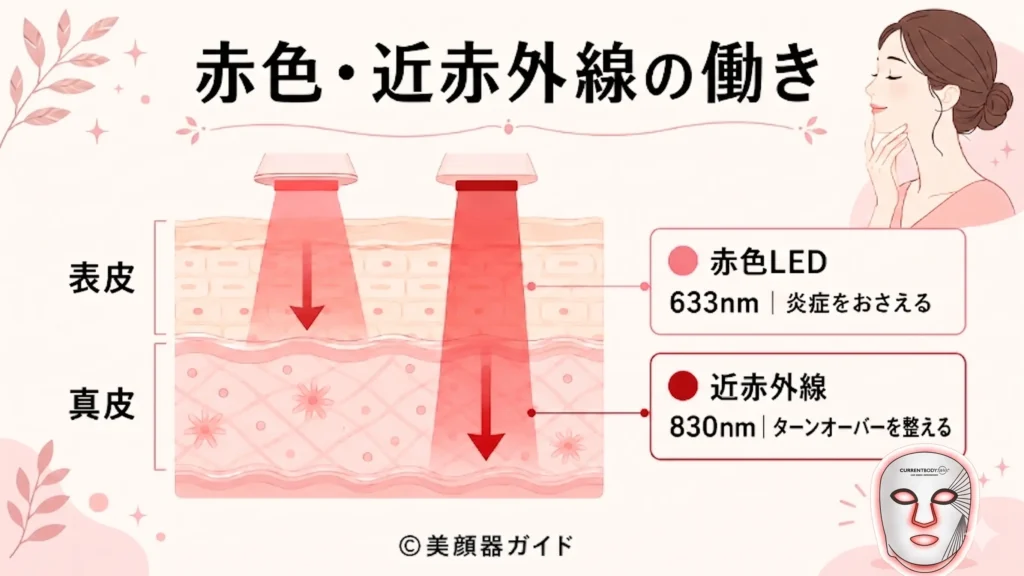 カレントボディの赤色LED・近赤外線が炎症をおさえ肝斑・シミのメラニンを抑制する仕組みの画像
